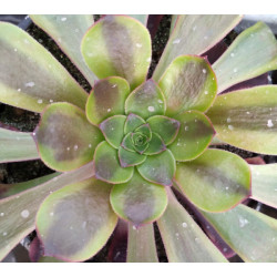 Aeonium Superbang