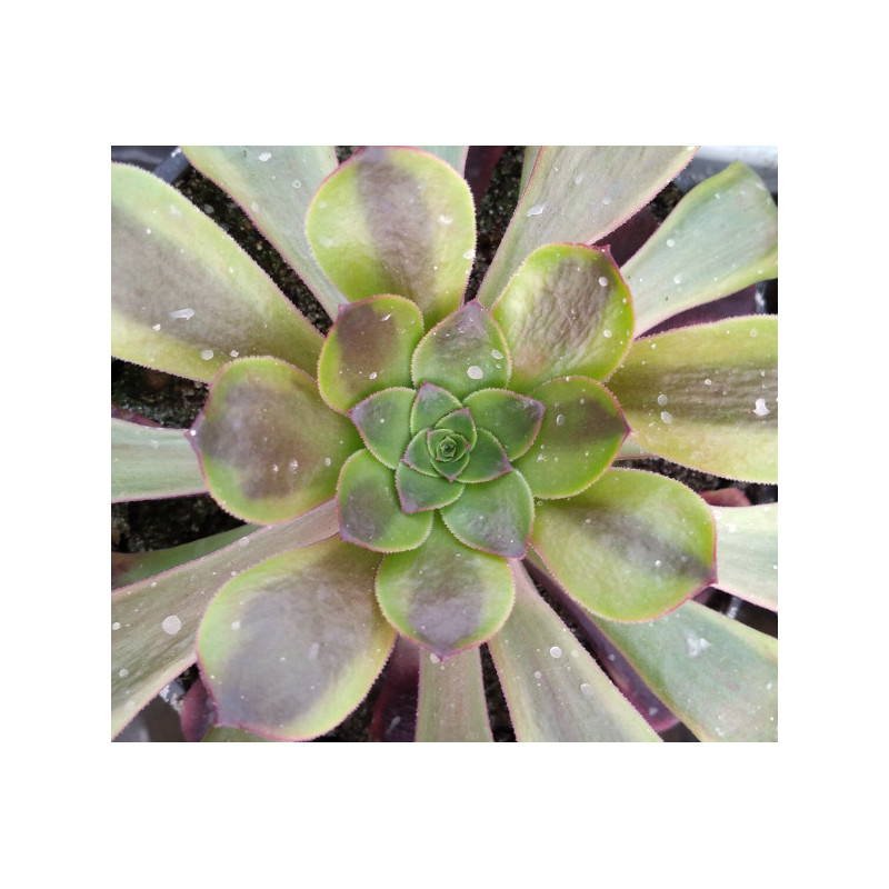 Aeonium Superbang