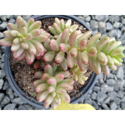 Sedum rubrotinctum variegata