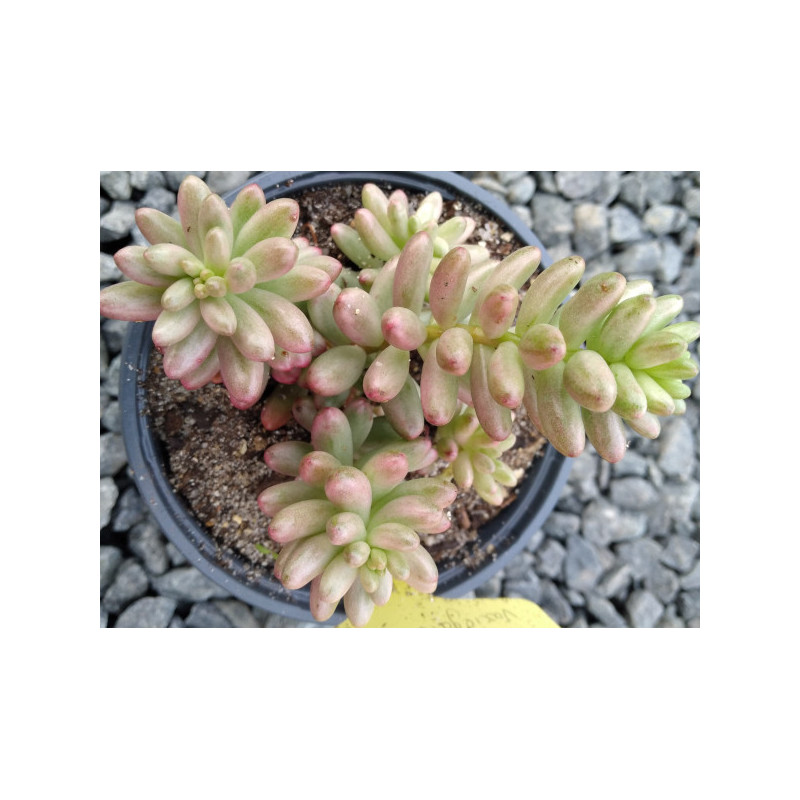 Sedum rubrotinctum variegata