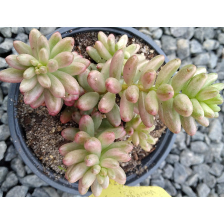 Sedum rubrotinctum variegata