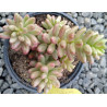 Sedum rubrotinctum variegata