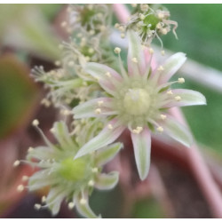 Aeonium percareum