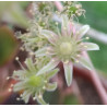Aeonium percareum