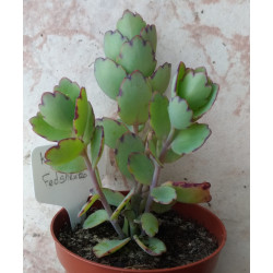 Kalanchoe fedtschenkoï