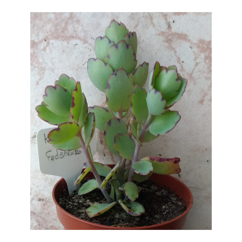 Kalanchoe fedtschenkoï Kalanchoe fedtschenkoï