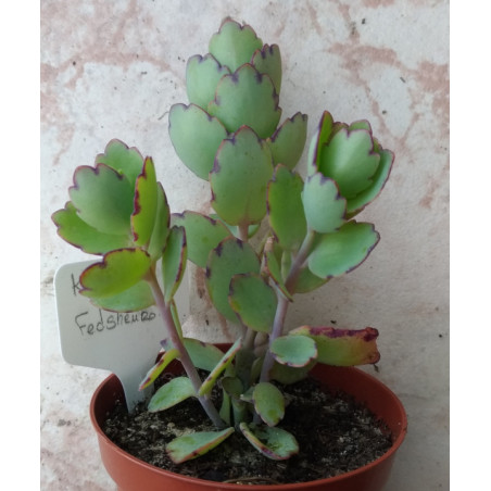 Kalanchoe fedtschenkoï
