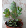 Kalanchoe fedtschenkoï