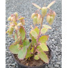 Kalanchoe fedtschenkoï