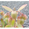 Kalanchoe fedtschenkoï