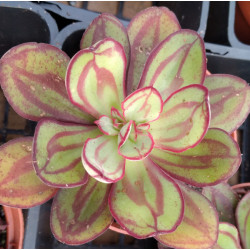 Echeveria nodulosa