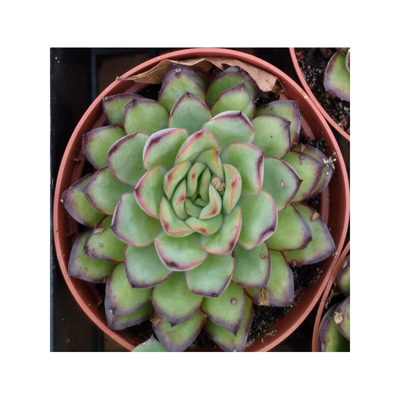 Echeveria pulidonis Cinderella Echeveria pulidonis Cinderella