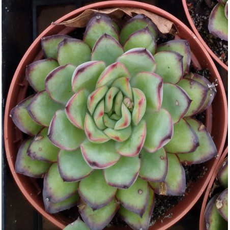 Echeveria pulidonis Cinderella