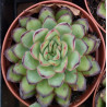 Echeveria pulidonis Cinderella