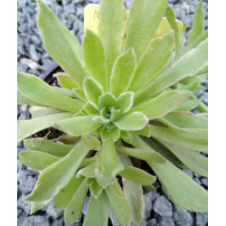 Aeonium Ballerina