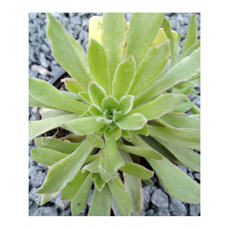 Aeonium Ballerina Aeonium Ballerina