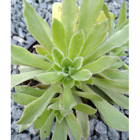 Aeonium Ballerina