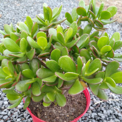 Crassula ovata