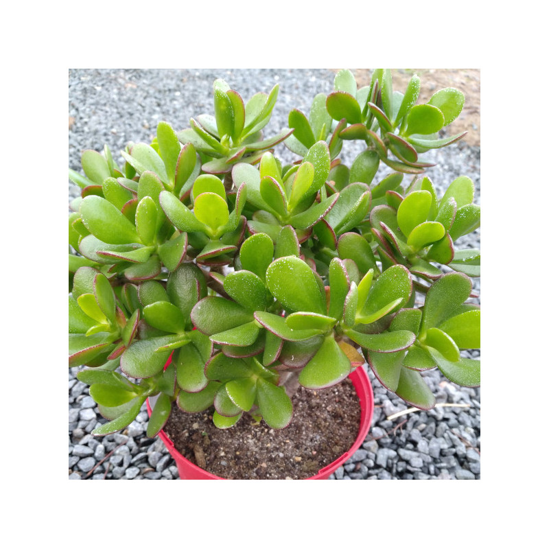 Crassula ovata Crassula ovata