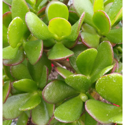 Crassula ovata