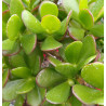Crassula ovata