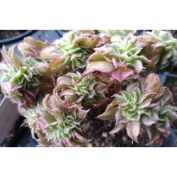 Aeonium Sunburst cristata