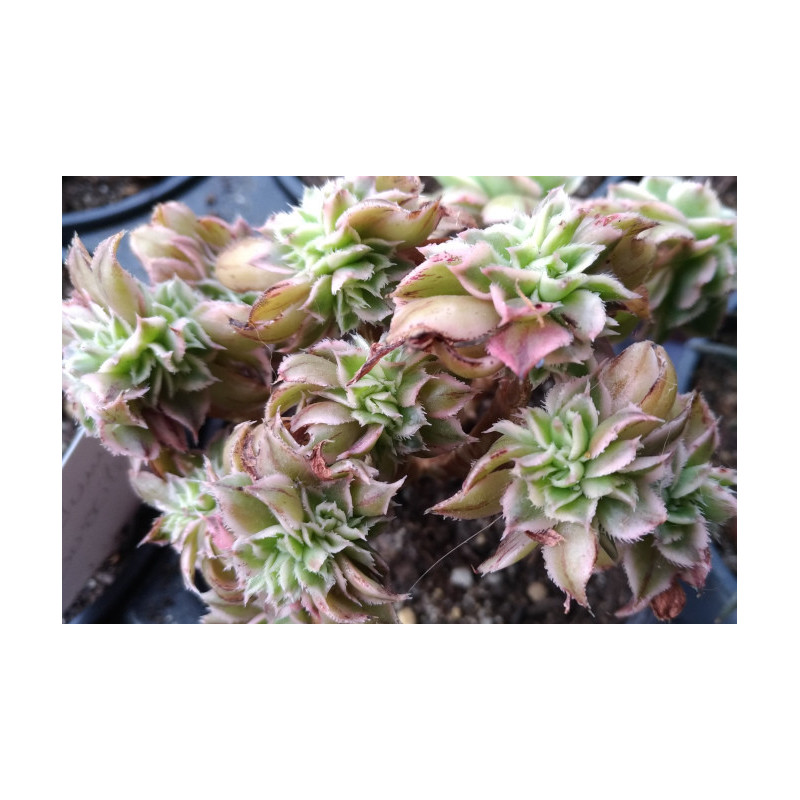 Aeonium Sunburst cristata Aeonium Sunburst cristata
