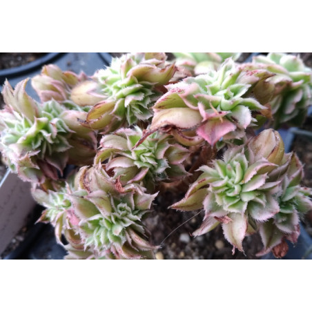 Aeonium Sunburst cristata
