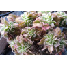 Aeonium Sunburst cristata