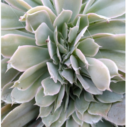 Echeveria Domingo cristata