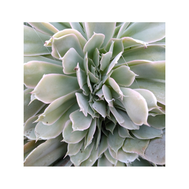 Echeveria Domingo cristata Echeveria Domingo cristata