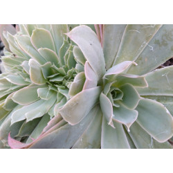 Echeveria Domingo cristata