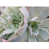 Echeveria Domingo cristata