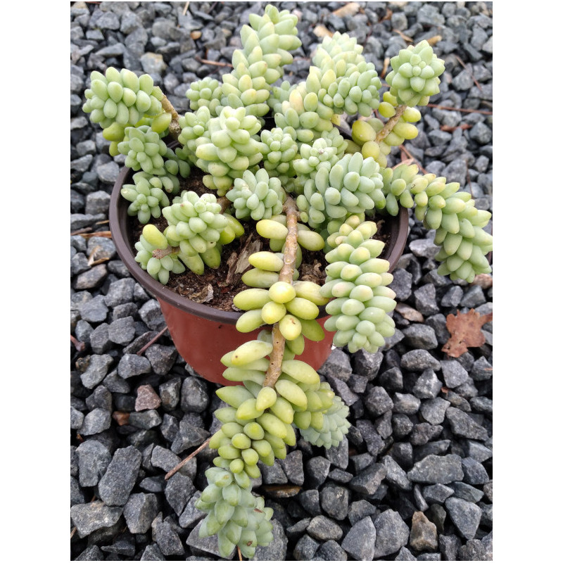 Sedum burrito Sedum burrito