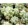 Sedum burrito