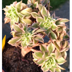 Aeonium Sunburst cristata
