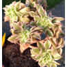 Aeonium Sunburst cristata