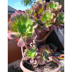 Aeonium Velour