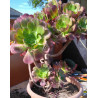Aeonium Velour