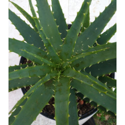Aloe arborescens