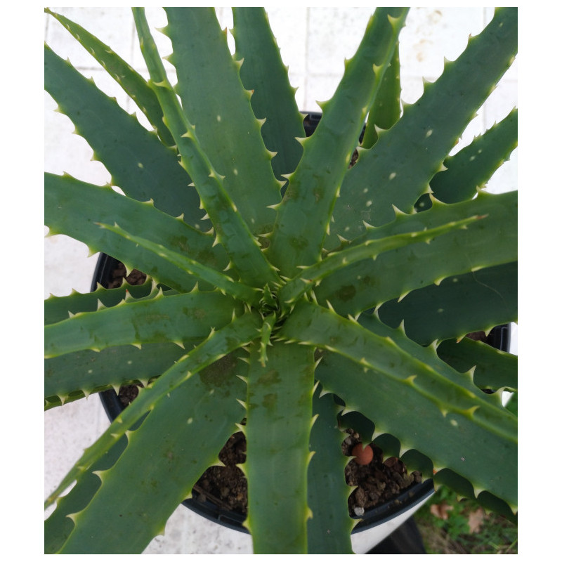 Aloe arborescens Aloe arborescens