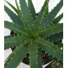 Aloe arborescens