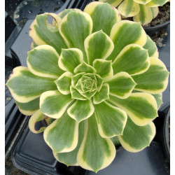 Aeonium Jade
