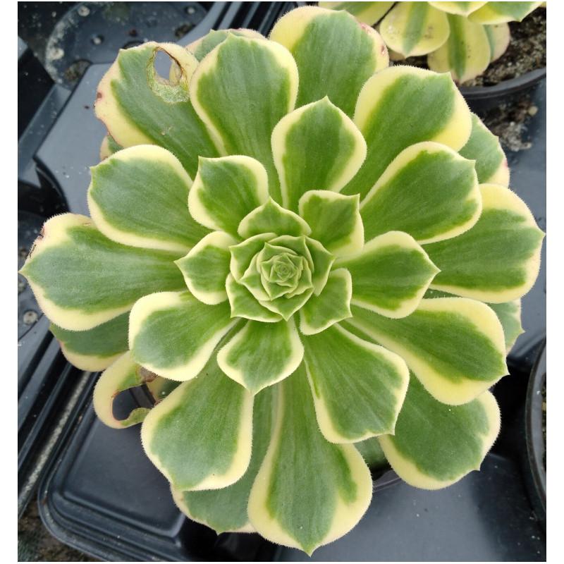 Aeonium Jade Aeonium Jade