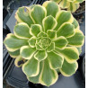 Aeonium Jade