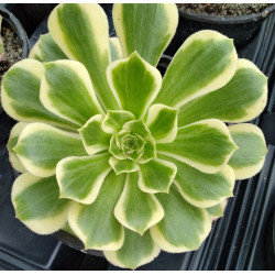 Aeonium Jade