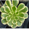 Aeonium Jade