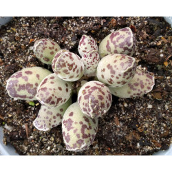 Adromischus cooperi Festivus