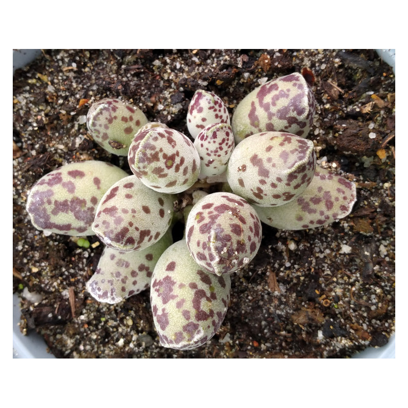 Adromischus cooperi Festivus Adromischus cooperi Festivus