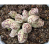 Adromischus cooperi Festivus